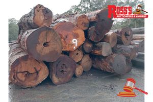 9 · 20 x EUCALYPTUS MARGINATA JARRAH LOGS, APPROX DIMENSIONS: 3.4-5.2m/600-1000mm, APPROX WEIGHT: 49.9 TONNES - NOTE: DOMESTIC PROCESSING REQUIRED