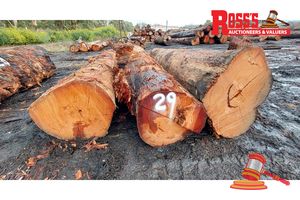 29 · 3 x EUCALYPTUS MARGINATA JARRAH LOGS, APPROX DIMENSIONS: 4m/800-850mm, APPROX WEIGHT: 9.3 TONNES - NOTE: DOMESTIC PROCESSING REQUIRED