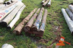 297 · BUNDLE OF 4 X JARRAH STRAINER POST LOGS, 2.5M LONG, ALL 250mm DIAMETER
