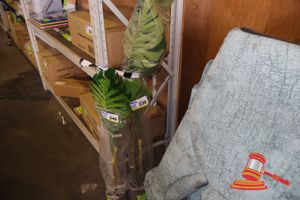 MONSTERA TREE 160CM