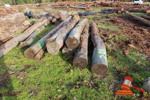 256 · BUNDLE OF 8 X JARRAH LOGS,3.6 -4.6 M LONG, ALL 350mm DIAMETER
