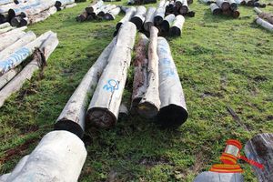 299 · BUNDLE OF 5 X JARRAH LOGS, 1 @ 2.8, 2 @ 3.1, 1 @ 2.9M LONG, 300 - 350mm DIAMETER & 1 @3.0 M LONG, 150mm DIAMETER
