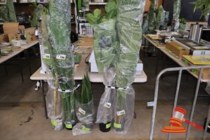 198 · FICUS LYATA 180CM