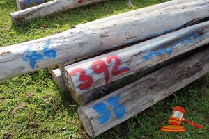 392 · BUNDLE OF 7 X JARRAH LOGS - 3.8 - 4.6 M LONG, 300 - 350mm DIAMETER