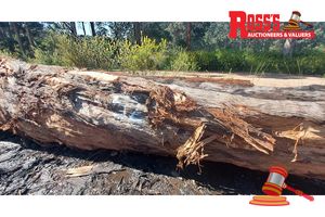 52 · 1 x EUCALYPTUS MARGINATA JARRAH LOG, APPROX DIMENSIONS: 6.4m/1100mm, APPROX WEIGHT: 8.72 TONNES - NOTE: DOMESTIC PROCESSING REQUIRED