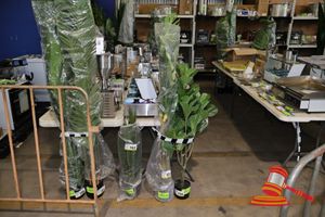 Monstera Tree 160cm