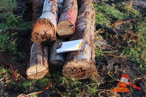 227 · BUNDLE OF 5 x JARRAH STRAINER POST LOGS, 1.9 - 2.6 M LONG, ALL 400mm DIAMETER