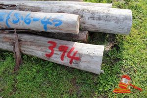 394 · BUNDLE OF 6 X JARRAH LOGS - 1 @ 3.4 M LONG, 5 @ 3.6 - 4.5 M LONG, 300 - 350mm DIAMETER