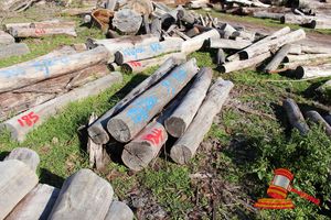 184 · BUNDLE OF 7 X JARRAH STRAINER POST LOGS, 1.7 - 2.1 M LONG, ALL 250mm DIAMETER