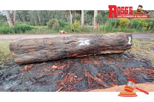 26 · 1 x EUCALYPTUS MARGINATA JARRAH LOG, APPROX DIMENSIONS: 5m/1200mm, APPROX WEIGHT: 5.5 TONNES - NOTE: DOMESTIC PROCESSING REQUIRED