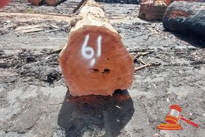 1 x EUCALYPTUS MARGINATA JARRAH LOG (SOME CURL) 1.67 TONNE APPROX DIMENSIONS: - 3.4m/700mm, NOTE: DOMESTIC PROCESSING REQUIRED