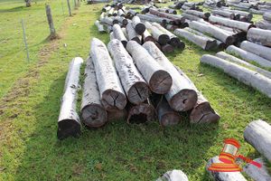 304 · BUNDLE OF 10 X JARRAH LOGS, 2.4M LONG, ALL 300mm DIAMETER