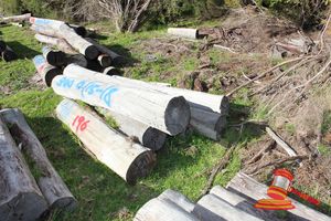 196 · BUNDLE OF 6 X JARRAH STRAINER POST LOGS, 1.5 - 1.8 M LONG, ALL 300mm DIAMETER