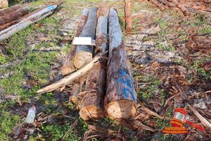 267 · BUNDLE OF 4 X JARRAH LOGS,2 @ 4.3, 2 @ 5.4 M LONG, 350 - 400mm DIAMETER