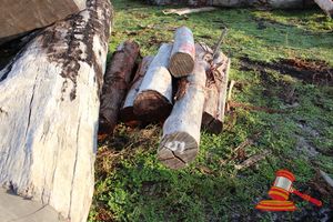 241 · BUNDLE OF 8 JARRAH POSTS