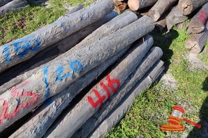 416 · BUNDLE OF 25 X JARRAH FENCE POSTS LOGS - 2.0 M LONG, 150mm DIAMETER