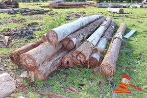 181 · BUNDLE OF 11 X JARRAH LOGS, 5.4 - 6.4 M LONG, ALL 350mm DIAMETER