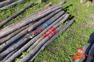 418 · BUNDLE OF 25 X JARRAH FENCE POSTS LOGS - 2.0 M LONG, 50 - 75mm DIAMETER
