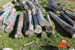 193 · BUNDLE OF 9 X JARRAH STRAINER POST LOGS, 2.0 M LONG, ALL 250mm DIAMETER