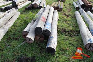 286 · BUNDLE OF 6 X JARRAH LOGS, 3.0 - 3.5M LONG, ALL 300mm DIAMETER