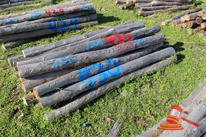 430 · BUNDLE OF 25 X JARRAH FENCE POSTS LOGS - 2.0 M LONG, 125mm DIAMETER