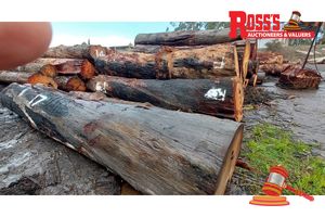 17 · 24 x EUCALYPTUS MARGINATA JARRAH LOGS, APPROX DIMENSIONS: 3.8-5m/600-1100mm, APPROX WEIGHT: 43 TONNES - NOTE: DOMESTIC PROCESSING REQUIRED