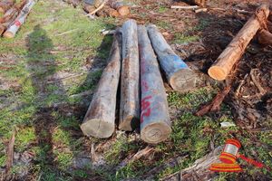269 · BUNDLE 4 JARRAH LOGS, AVERAGE 3ML