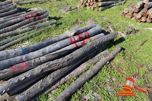 454 · BUNDLE OF 25 X JARRAH FENCE POSTS LOGS - 2.0 M LONG, 100mm DIAMETER