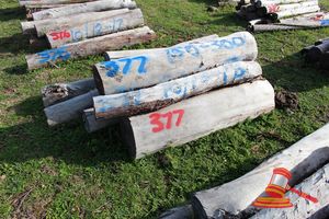377 · BUNDLE OF 10 X JARRAH FENCE POSTS LOGS, 1.2 - 1.8M LONG, 150 - 300mm DIAMETER