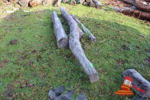 254 · BUNDLE OF 5 X JARRAH LOGS, 3.0 - 4.8 M LONG, ALL 200mm DIAMETER