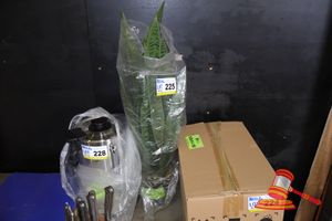 SNAKE PLANT