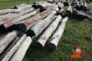 301 · BUNDLE OF 8 X JARRAH LOGS,3.0 - 3.3M LONG, ALL 300mm DIAMETER