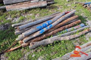 395 · BUNDLE OF 25 X JARRAH FENCE POSTS LOGS - 2.0 M LONG, 100mm DIAMETER