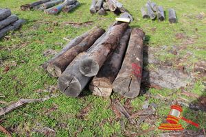 BUNDLE OF 7 X JARRAH LOGS, 2.4 - 3.3 M LONG, 300mm DIAMETER