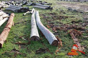 279 · BUNDLE OF 2 X JARRAH LOGS,1 @ 4.8, 1 @ 5.1 M LONG, ALL 300mm DIAMETER
