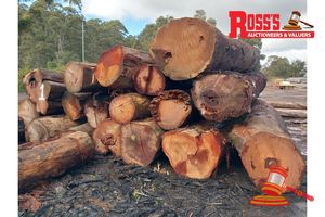 1 · 19 x EUCALYPTUS MARGINATA JARRAH LOGS, APPROX DIMENSIONS: 3-4.8m/500-1000mm, APPROX WEIGHT: 49.7 TONNES - NOTE: DOMESTIC PROCESSING REQUIRED