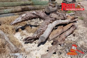 ALL214- MILL LOGS 1300-1700mm (Diameter) x 4.4m Jarrah Mill Log