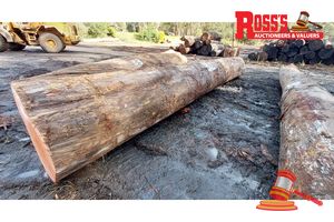 32 · 1 x EUCALYPTUS MARGINATA JARRAH LOG (CURLY GRAIN), APPROX DIMENSIONS: 7.4m/800mm, APPROX WEIGHT: 4.2 TONNES - NOTE: DOMESTIC PROCESSING REQUIRED