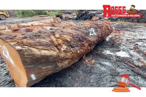 28 · 1 x EUCALYPTUS MARGINATA JARRAH LOG (WILD GRAIN), APPROX DIMENSIONS: 4.4m/1050mm, APPROX WEIGHT: 4.5 TONNES - NOTE: DOMESTIC PROCESSING REQUIRED