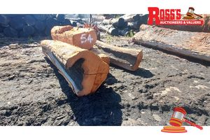 54 · 4 x ALLOCASUARINA FRASERIANA SHEAOAK LOGS APPROX DIMENSIONS:2.1-3m/500-600mm APPROX WEIGHT: 2.9 TONNES, NOTE: DOMESTIC PROCESSING REQUIRED