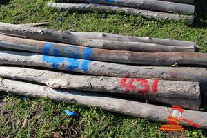 431 · BUNDLE OF 25 X JARRAH FENCE POSTS LOGS - 2.0 M LONG, 150mm DIAMETER