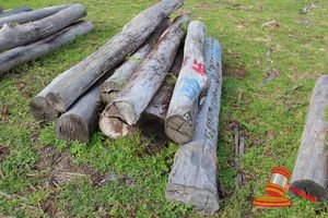BUNDLE OF 9 X JARRAH STRAINER POST LOGS, 1.8 - 2.4 M LONG, 200mm DIAMETER
