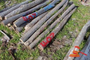 407 · BUNDLE OF 25 X JARRAH FENCE POSTS LOGS - 2.0 M LONG, 125mm DIAMETER