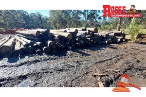 59 · APPROX 165 CORYMBIA MACULATA SPOTTED GUM APPROX DIMENSIONS-:4.8-5.5m/180-500mm APPROX WEIGHT: - 63 TONNES