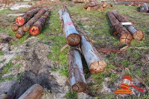 264 · BUNDLE OF 3 X JARRAH LOGS,1 @ 6.2, 1 @ 6.8, 1 @ 7.8 M LONG, ALL 300mm DIAMETER