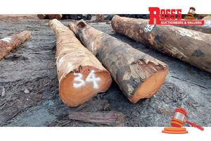 34 · 2 x EUCALYPTUS MARGINATA JARRAH LOGS (WAVY GRAIN), APPROX DIMENSIONS: 4.2-4.9m/650-700mm, APPROX WEIGHT: 2.7 TONNES - NOTE: DOMESTIC PROCESSING REQUIRED