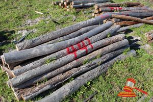 441 · BUNDLE OF 25 X JARRAH FENCE POSTS LOGS - 2.0 M LONG, 150mm DIAMETER