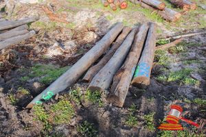 260 · BUNDLE OF 5 X JARRAH LOGS,4.0 - 4.6 M LONG, 350 - 450mm DIAMETER