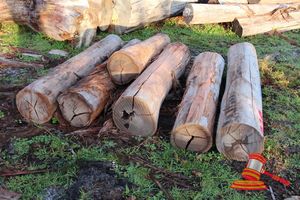 228 · BUNDLE OF 6 x JARRAH LOGS, 1.3 - 1.9 M LONG, ALL 400mm DIAMETER