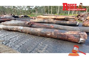 24 · 3 x EUCALYPTUS MARGINATA JARRAH LOGS, APPROX DIMENSIONS: 8-10.4m/550-700mm, APPROX WEIGHT: 8.7 TONNES - NOTE: DOMESTIC PROCESSING REQUIRED
